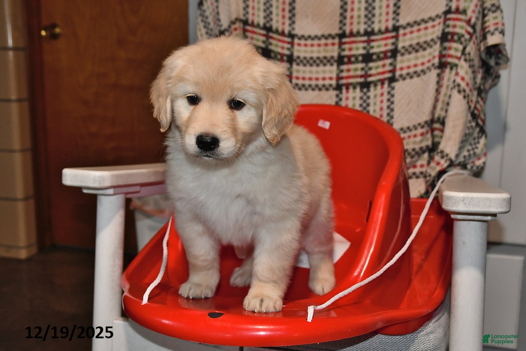 Mixed Breed dogs for sale: Annie - Ad 3