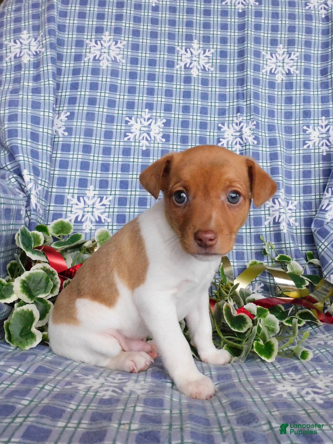 Jack Russell Terrier dogs for sale: Charlie - Ad 5