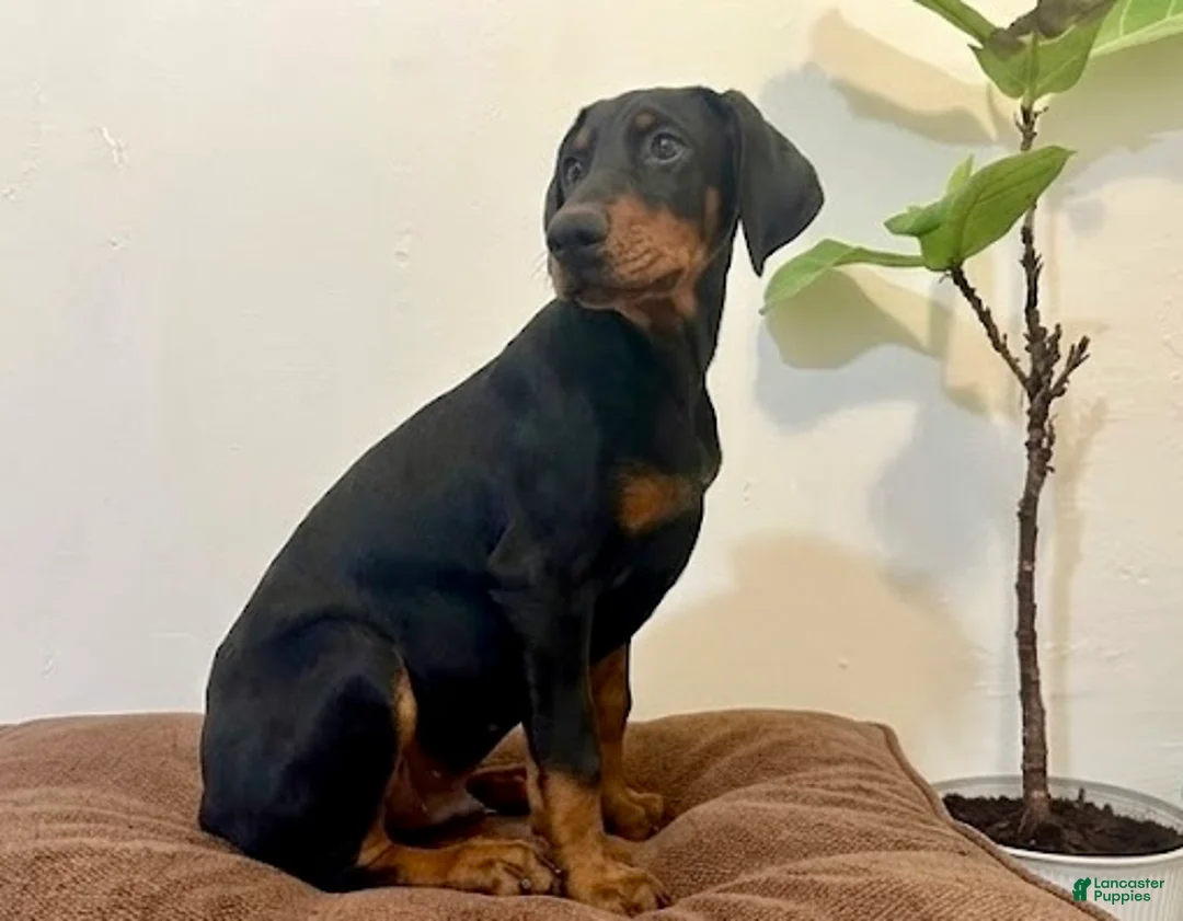 Doberman Pinscher dogs for sale: Doberman Pinscher Male  - Ad 1
