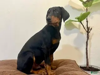 Doberman Pinscher dogs Doberman Pinscher Male - Ad 34
