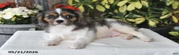 Cavalier King Charles Spaniel dogs for sale: Conner - Ad 4