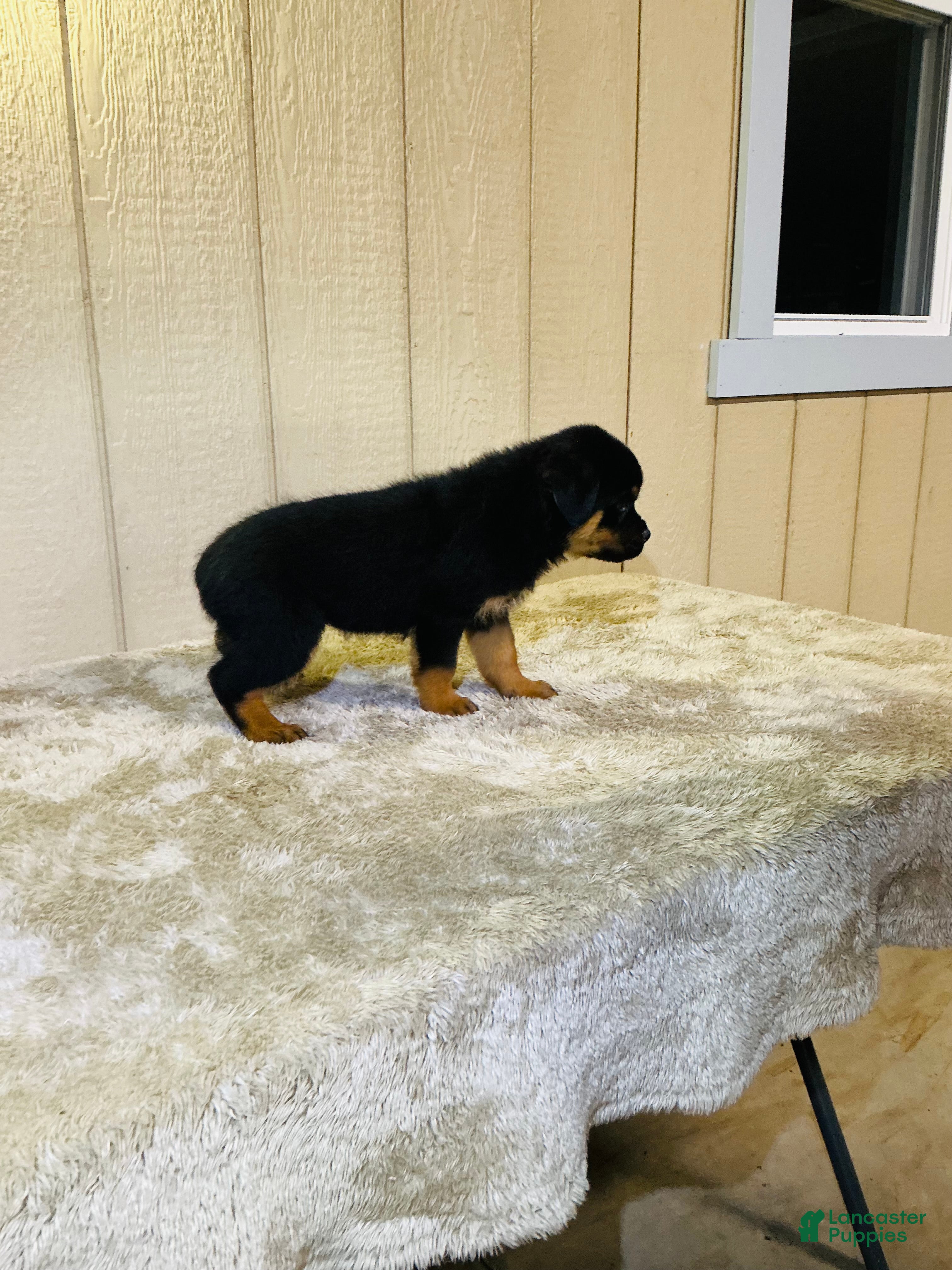 Rottweiler dogs Rottweiler 6 - Ad 1
