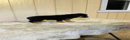 Rottweiler dogs for sale: Rottweiler 6 - Ad 1