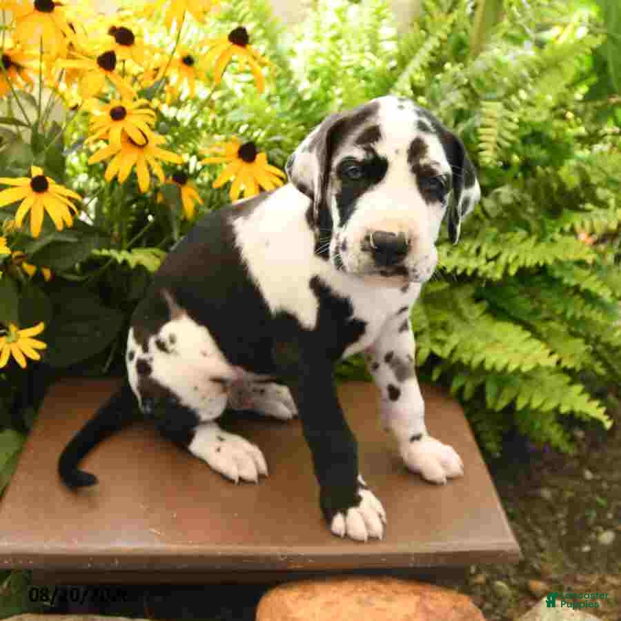 Great Dane dogs Lance - Ad 1