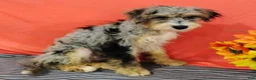 Mini Bernedoodle dogs for sale: Pongo - Ad 3