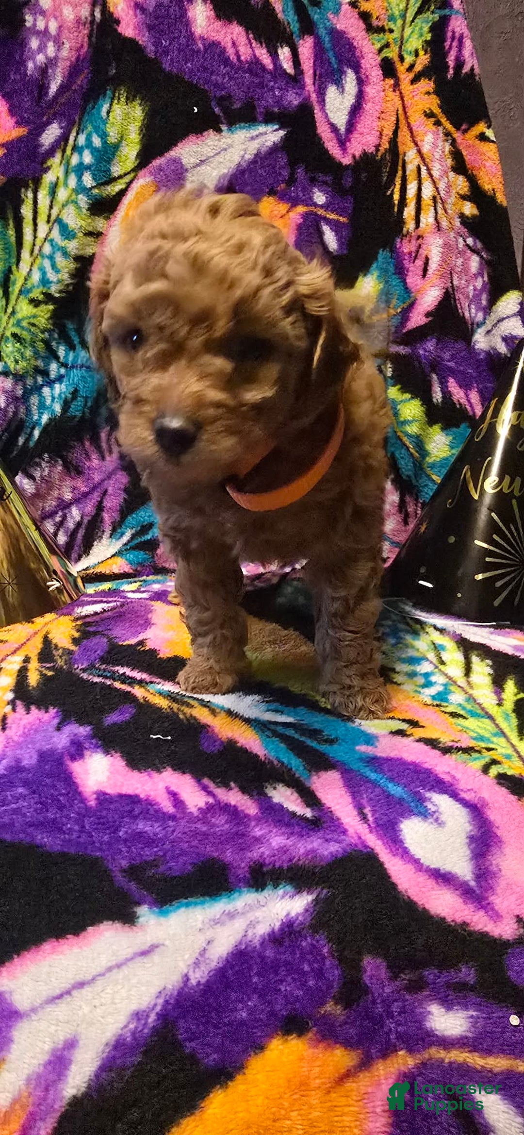 Mini Goldendoodle dogs for sale: Nova - Ad 5
