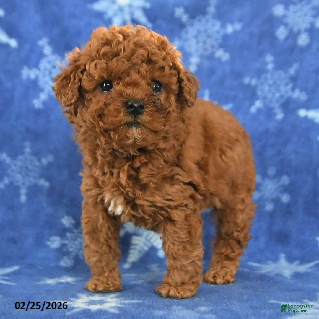 Miniature Poodle dogs for sale: Franklin - Ad 4