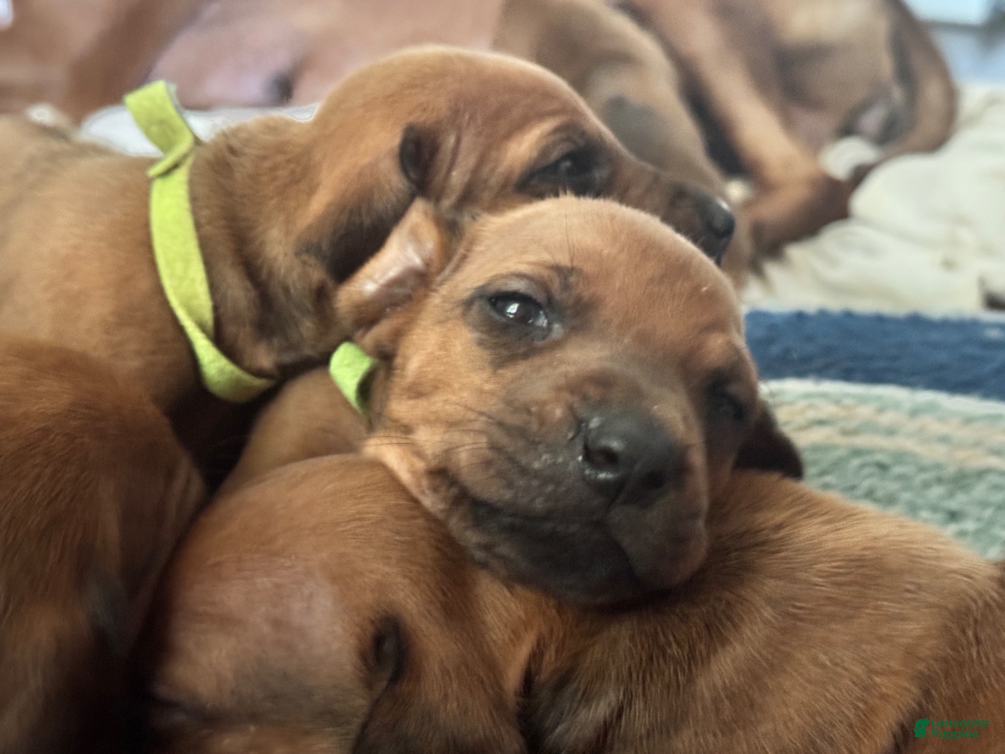Rhodesian Ridgeback dogs Rhodesian Ridgeback Puppy 11 - Ad 10