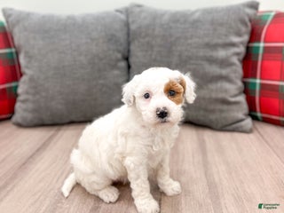 Goldendoodle dogs Sarah - Ad 8