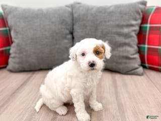 Mini Goldendoodle dogs Sarah - Ad 16