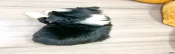 Miniature Australian Shepherd dogs for sale: Tommy - Ad 5