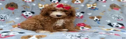 Mini Goldendoodle dogs for sale: Lucy - Ad 8