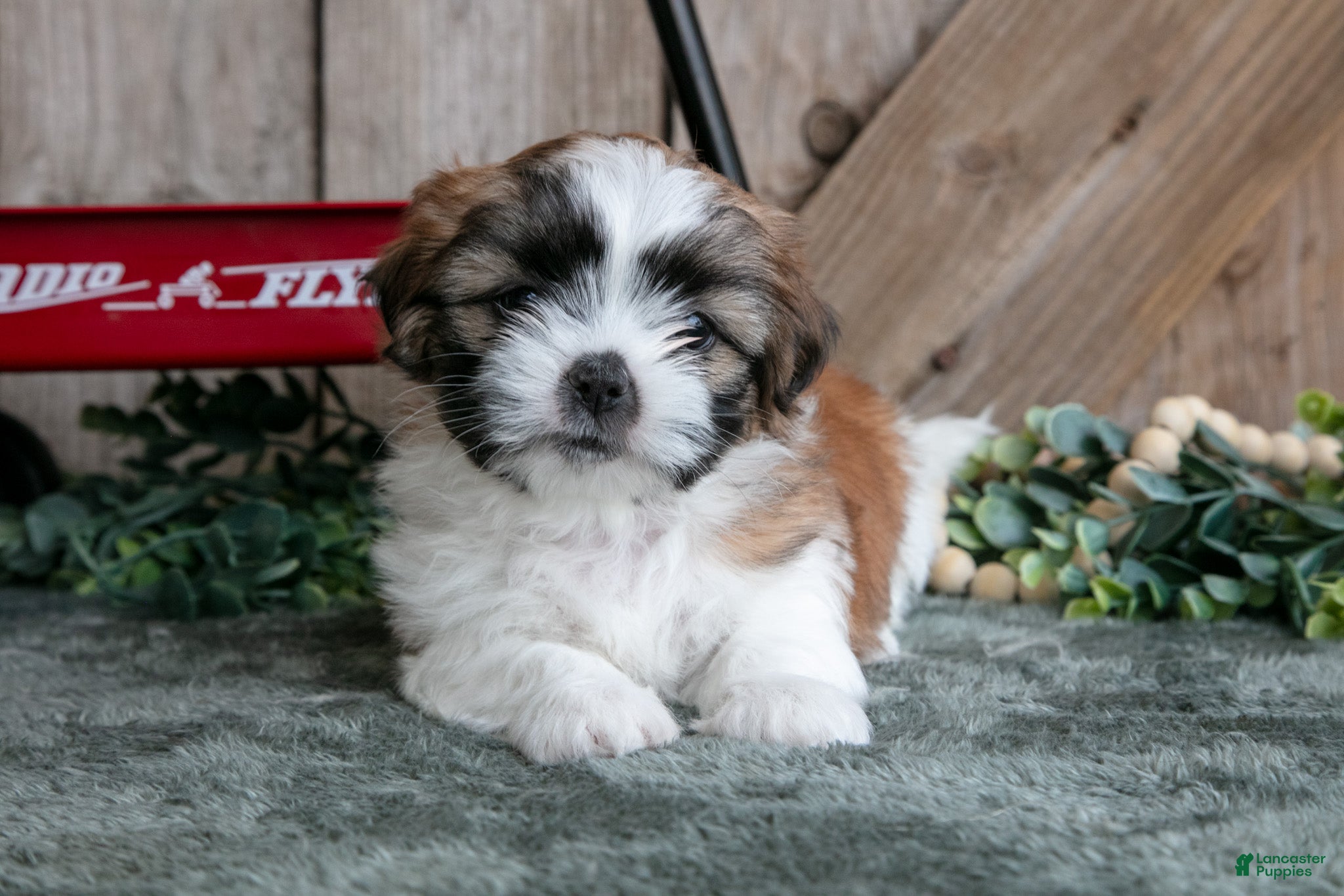 Shih Tzu dogs Jefferson - Ad 1