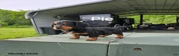 Dachshund dogs for sale: Pie - Ad 1