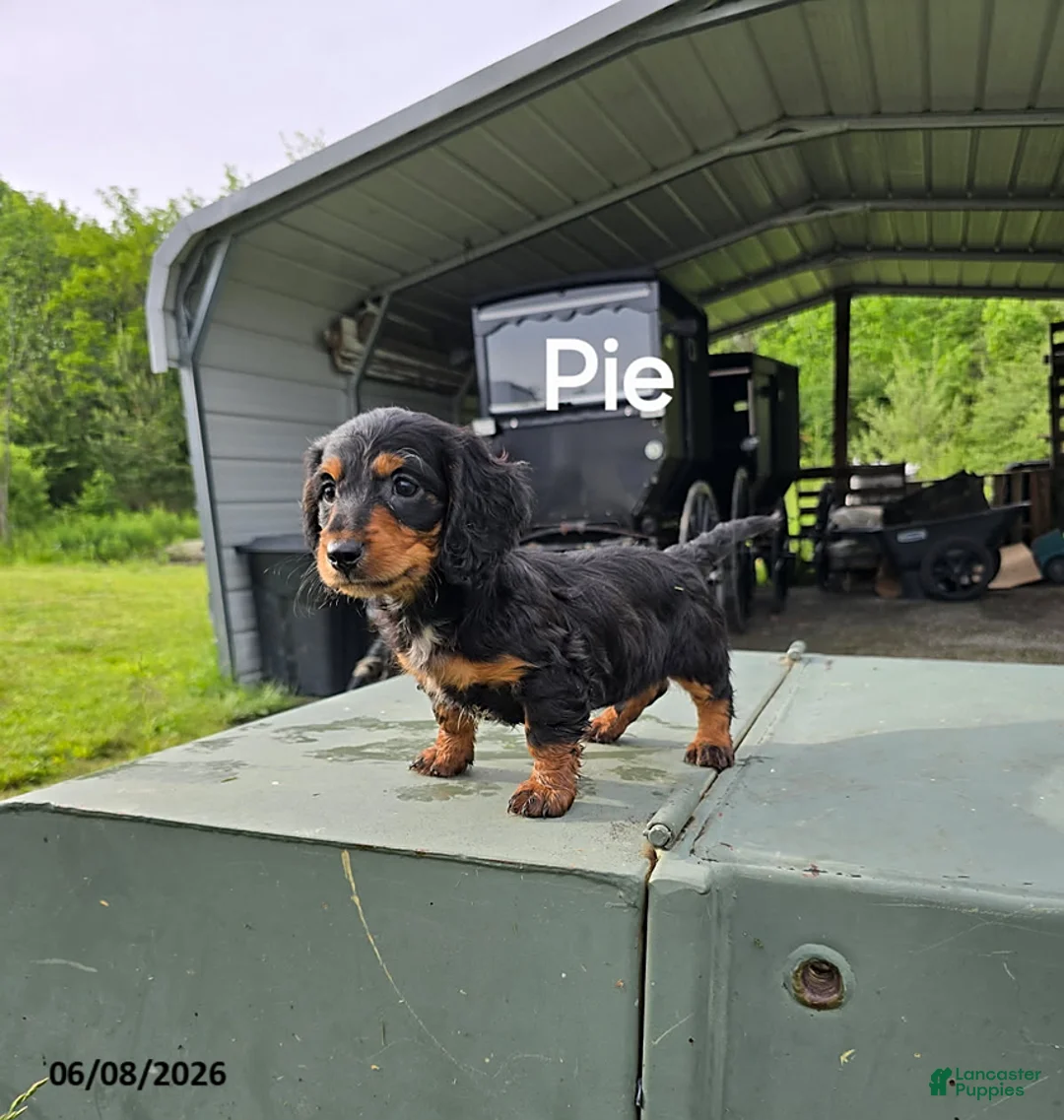 Dachshund dogs for sale: Pie - Ad 1