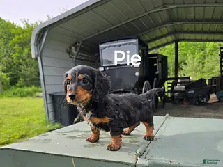 Dachshund dogs Pie - Ad 3