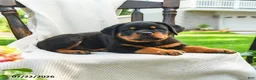 Rottweiler dogs for sale: Samson - Ad 5