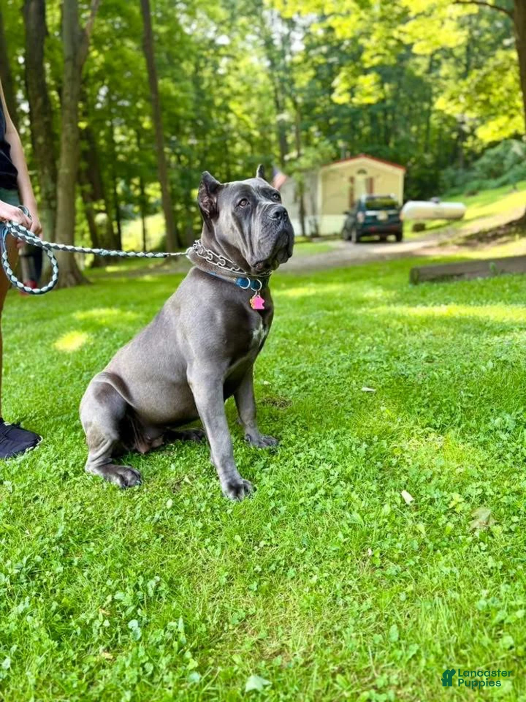 Cane Corso dogs for sale: Cane Corso Puppy 1 - Ad 4