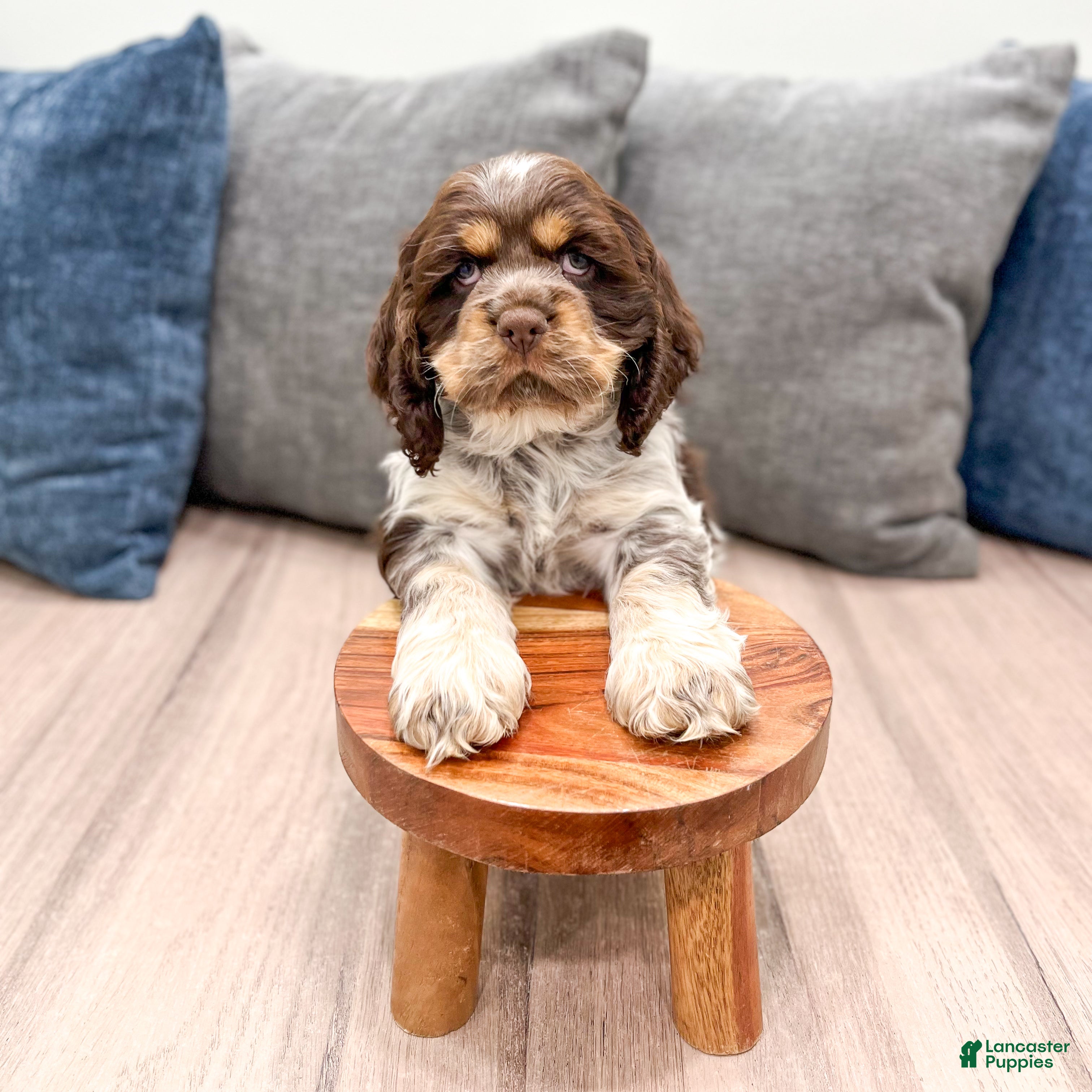 Cocker Spaniel dogs Jarvis - Ad 2