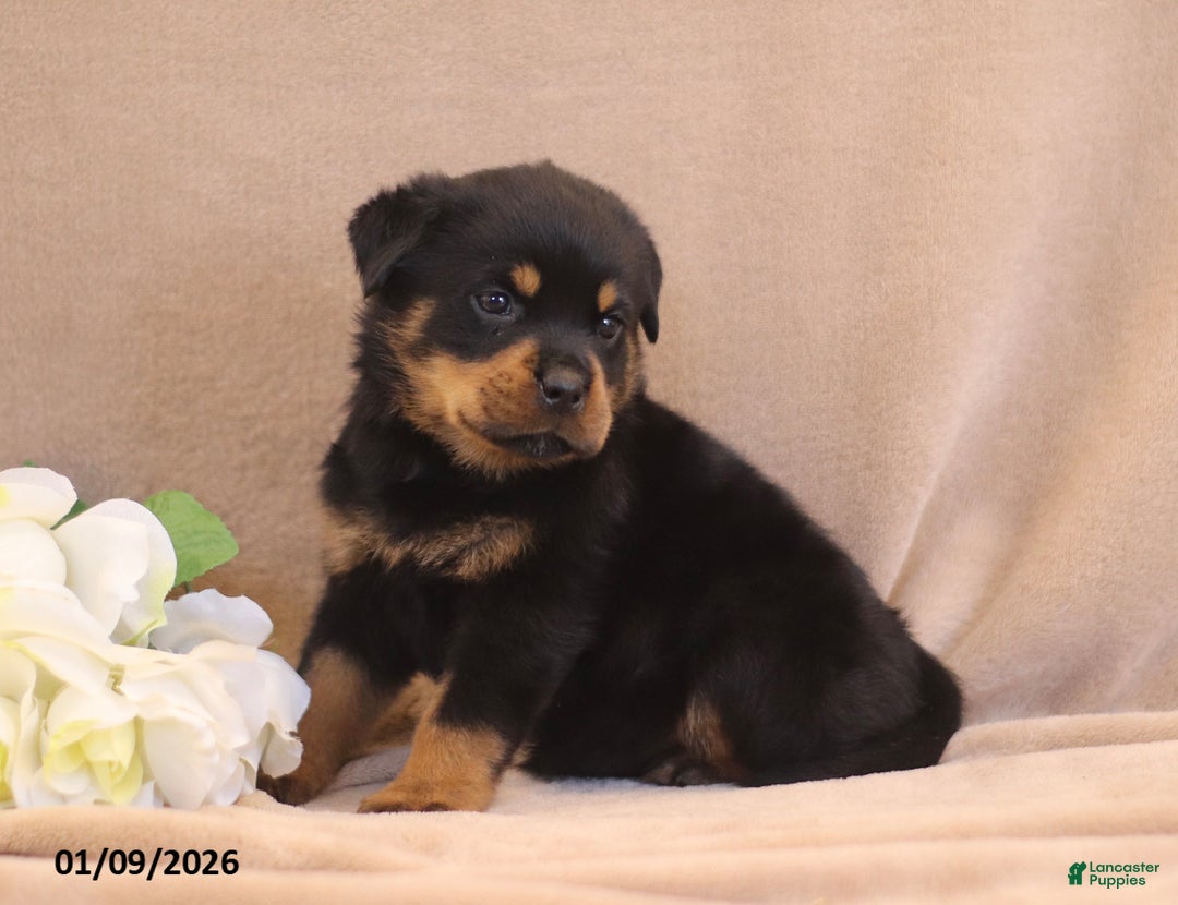 Rottweiler dogs for sale: Terra  - Ad 3