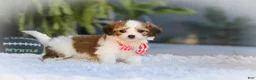 Cavachon dogs for sale: Scout - Ad 11