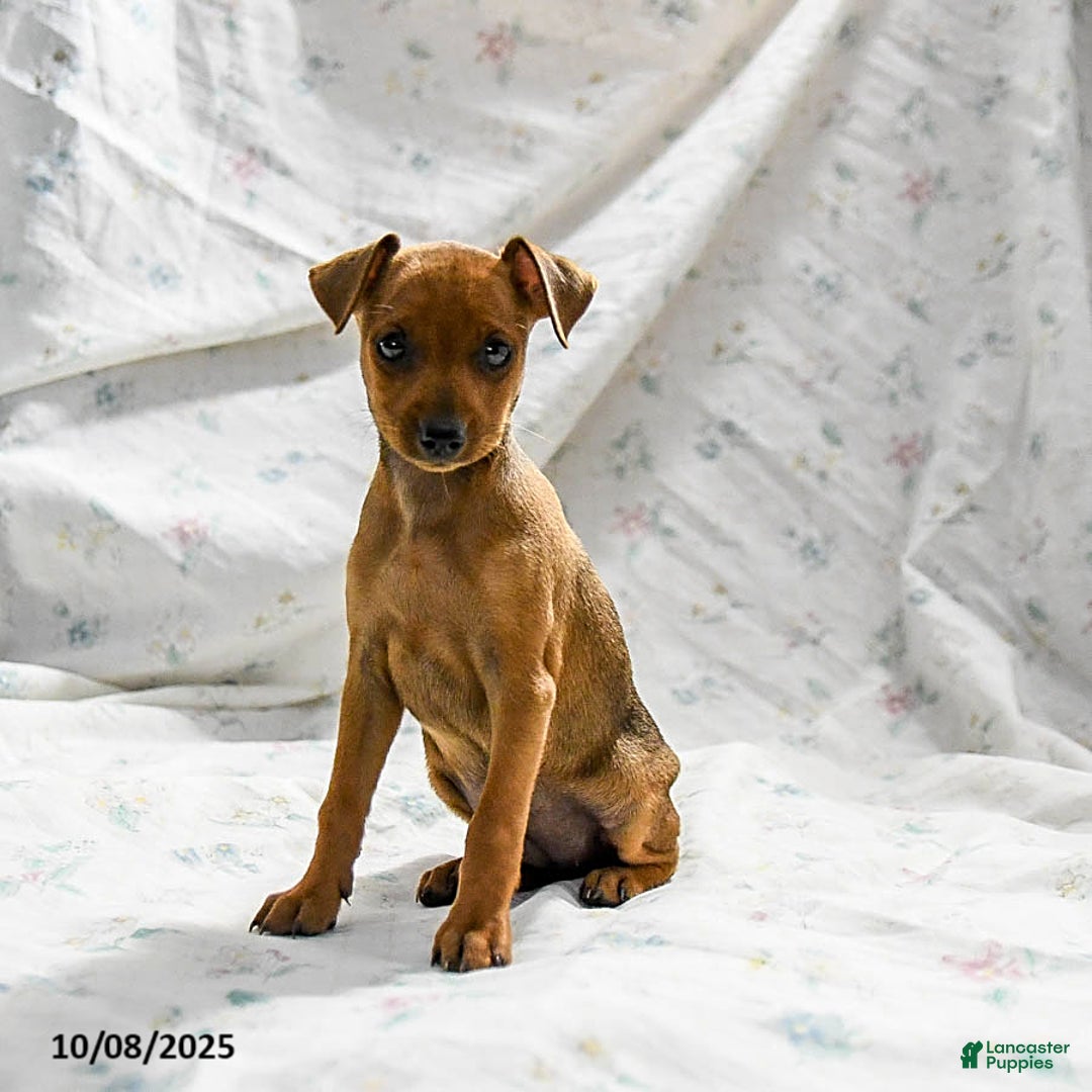 Miniature Pinscher dogs for sale: Nutmeg - Ad 4