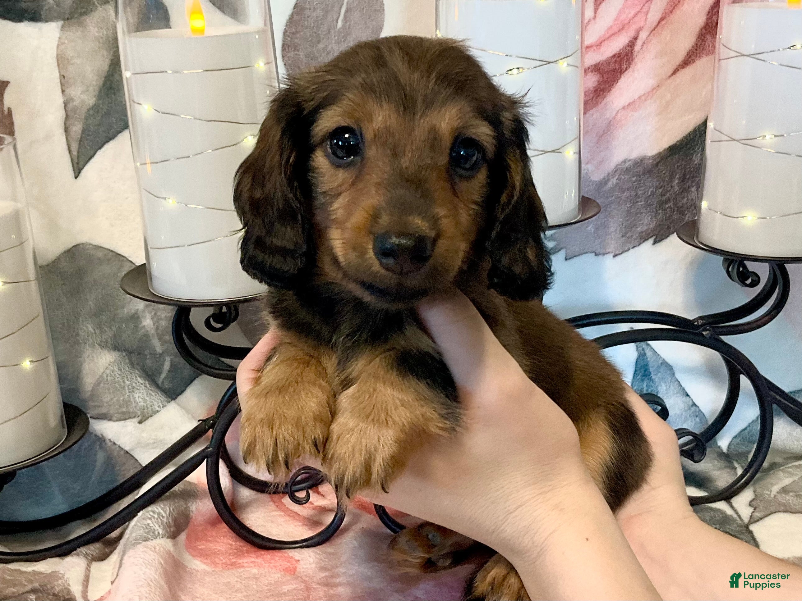 Miniature Dachshund dogs Lexi - Ad 1