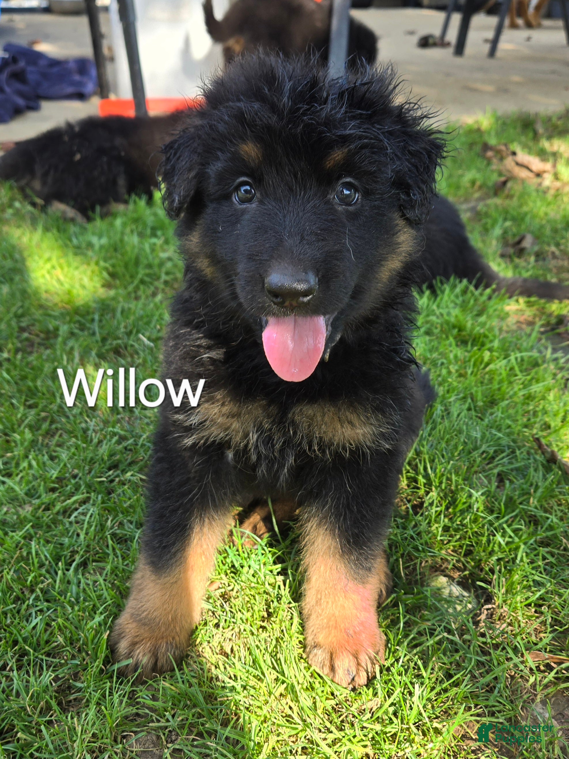 German Shepherd dogs Willow - Ad 38