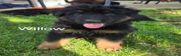 German Shepherd dogs for sale: Willow - Ad 1