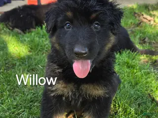 German Shepherd dogs Willow - Ad 38