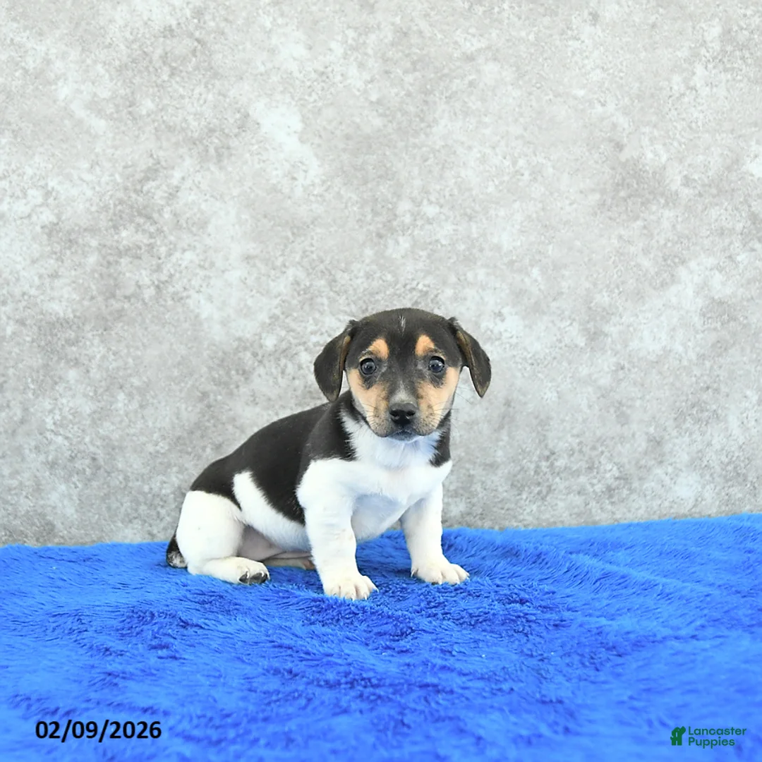 Mixed Breed dogs for sale: Tessa - Ad 2