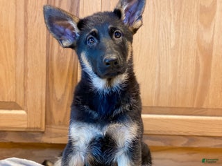 German Shepherd dogs - Ad 36