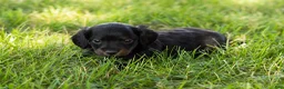 Miniature Dachshund dogs for sale: Bella  - Ad 11