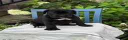Cane Corso dogs for sale: Dottie - Ad 5