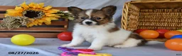 Papillon dogs for sale: Turbo - Ad 1