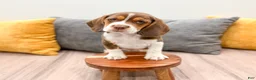Beagle dogs for sale: Smokey - Ad 2