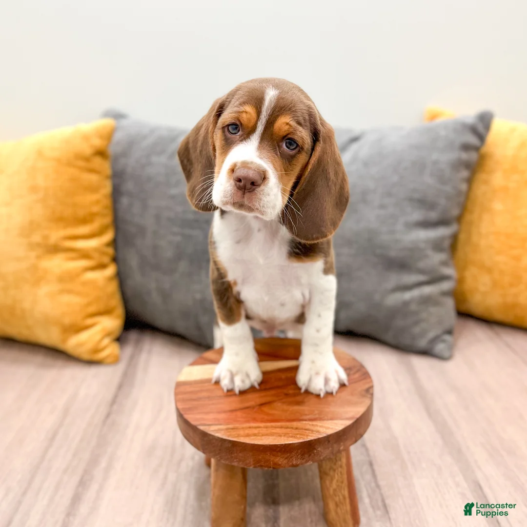 Beagle dogs for sale: Smokey - Ad 2