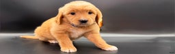 Mini Goldendoodle dogs for sale: Loki F one - Ad 4