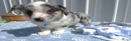 Welsh Corgi Pembroke dogs for sale: Welsh Corgi Pembroke Puppy 2 Whimsical - Ad 3