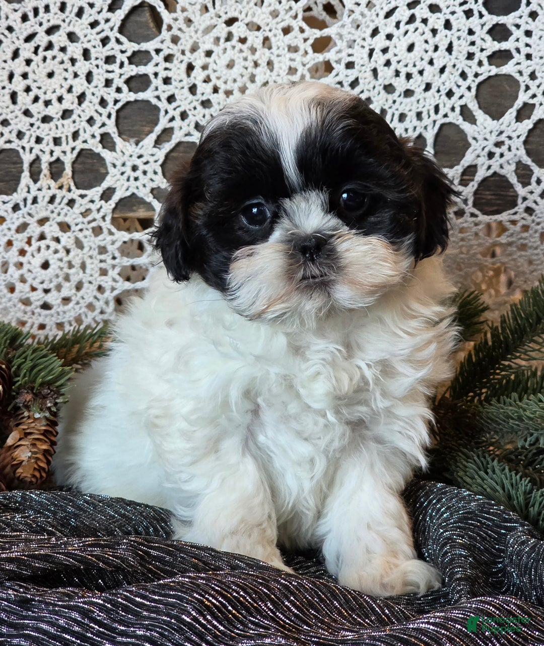 Shihpoo dogs for sale: Jewelie - Ad 1