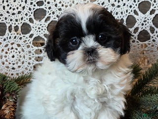 Shihpoo dogs Jewelie - Ad 15