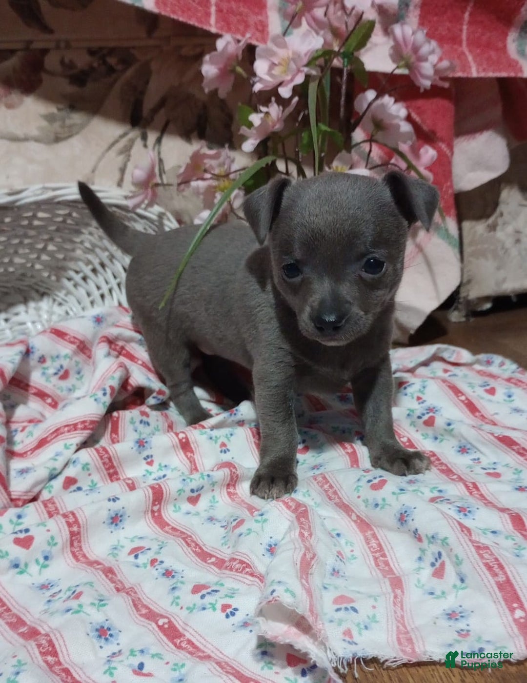 Gallery Image {{count}}