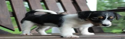 Jack Russell Terrier dogs for sale: Willow - Ad 3