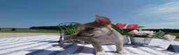 Chihuahua dogs for sale: Chihuahua 5 Sheba - Ad 3