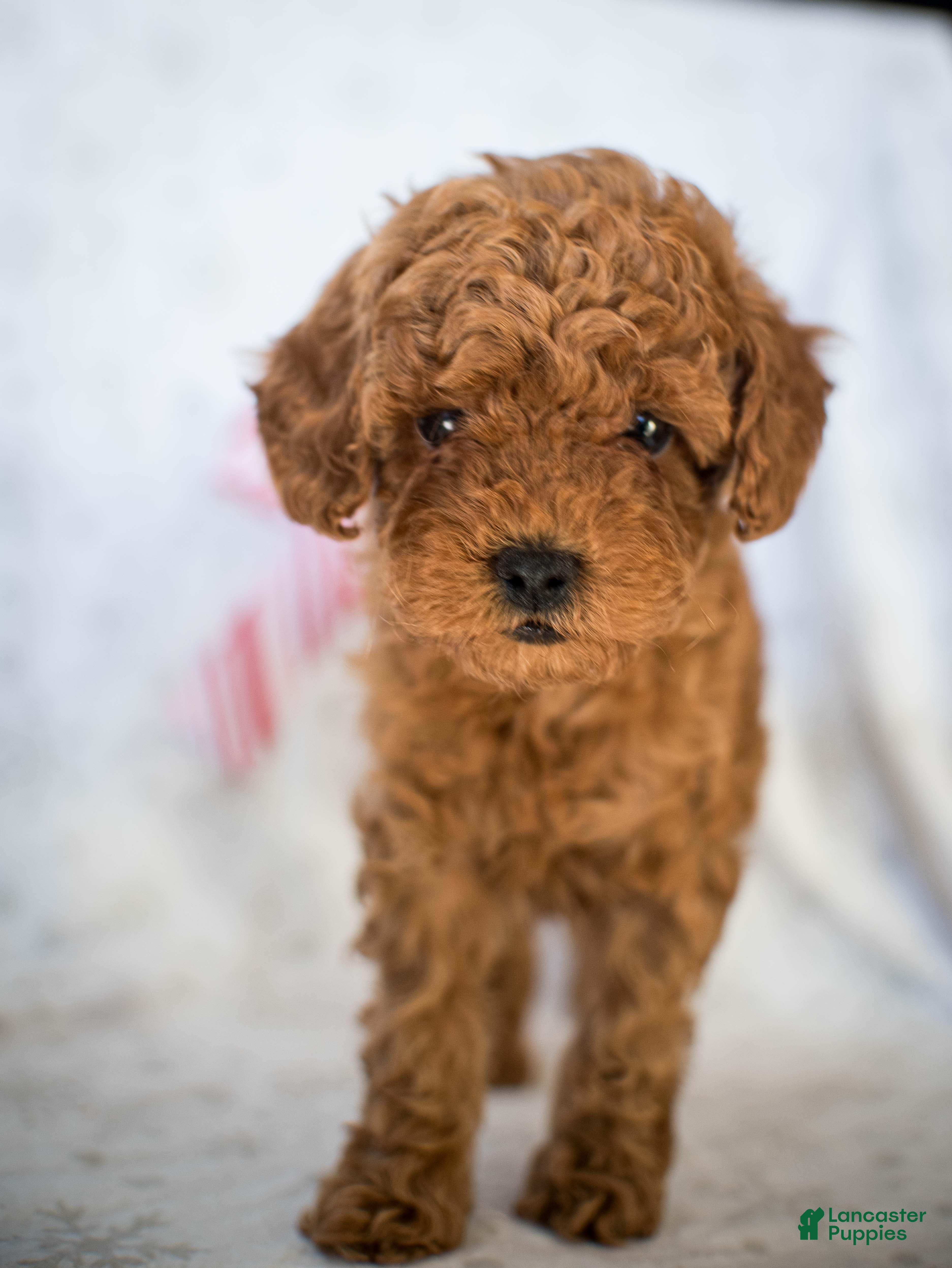 Miniature Poodle dogs for sale: Cindy Lou - Ad 2