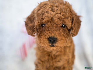 Miniature Poodle dogs for sale: Cindy Lou - Ad 2