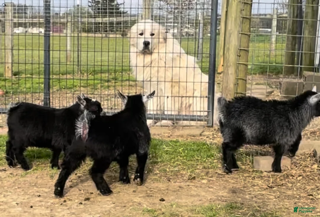 Great Pyrenees dogs for sale: Great Pyrenees Puppy 1 - Ad 3