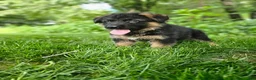 German Shepherd dogs for sale: Sammy - Ad 4