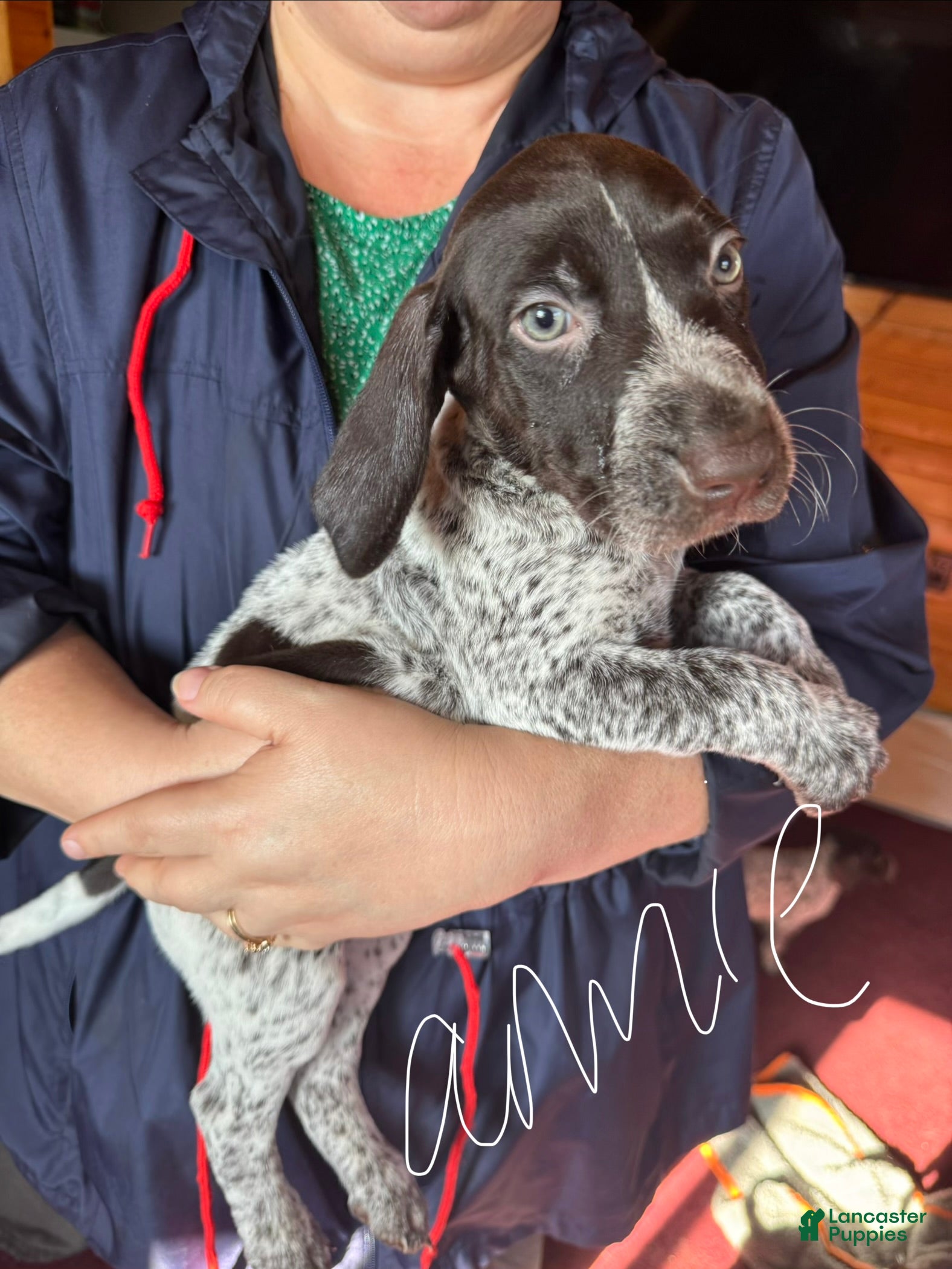 German Shorthaired Pointer dogs German Shorthaired Pointer Puppy 4 - Ad 21