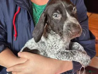 German Shorthaired Pointer dogs German Shorthaired Pointer Puppy 4 - Ad 21